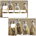 The Meerkats - credit card sticker, 2 credit card formats available