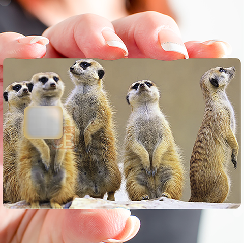 Die Meerkats - Kreditkartenaufkleber, 2 Kreditkartenformate verfügbar