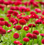 Aufkleber für Briefkasten, Rote Blumen