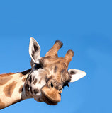 Sticker pour boîte aux lettres, La girafe curieuse