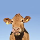 Sticker pour boîte aux lettres, La vache