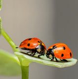 Sticker pour boîte aux lettres, Les Coccinelles