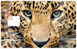 Leopardenkopf - Kreditkartenaufkleber, 2 Kreditkartenformate verfügbar